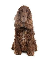 Cocker Spaniël