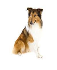 Collie