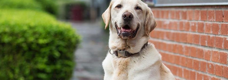 Een goede fokker kiezen