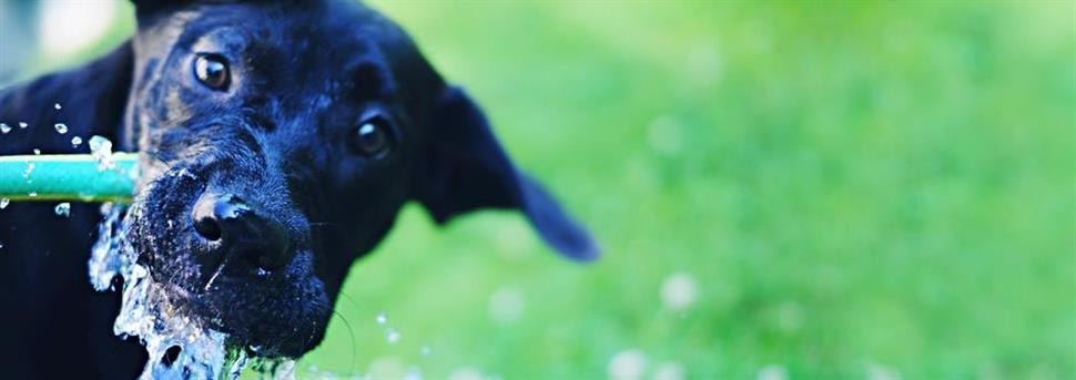 Voedingsrichtlijn voor puppy's