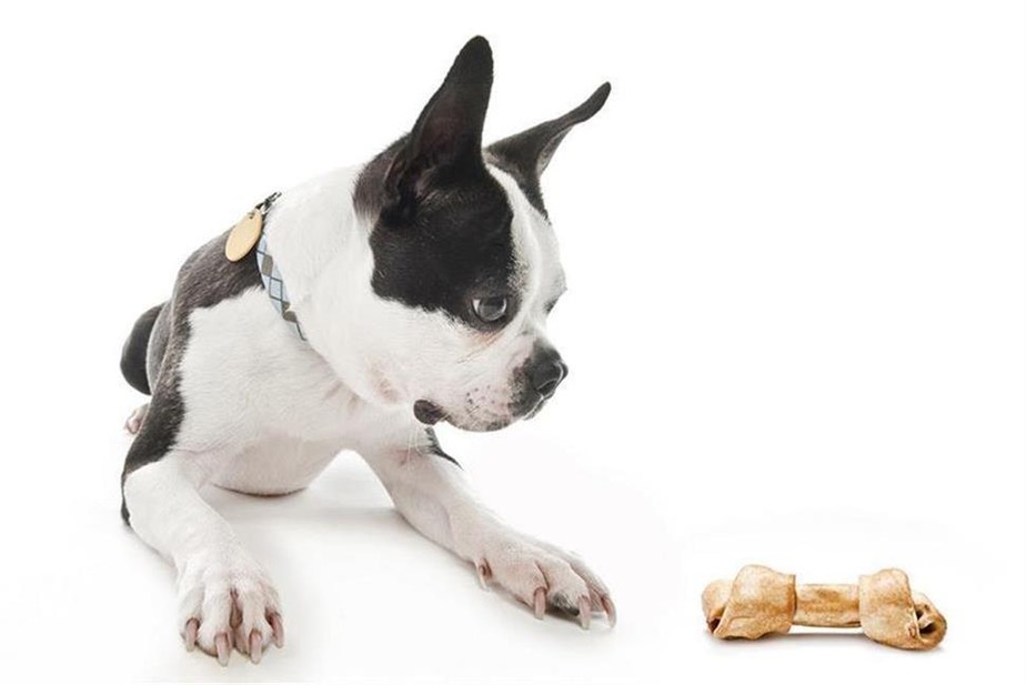 Waarom tafelrestjes niet de beste voeding zijn