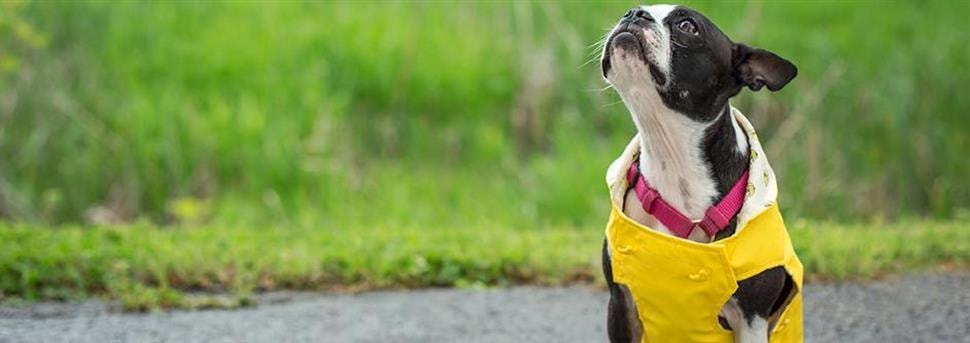 Welk hondenras kun je het best kiezen?