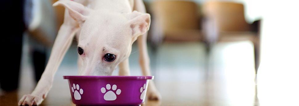 Wil je op andere puppyvoeding overgaan?