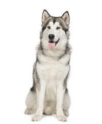 large_alaska-malamute-636529017638534280