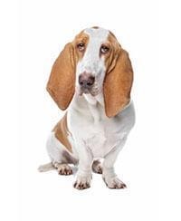 large_basset-hound