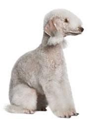 large_bedlington-terrie