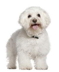 large_bichon-frise