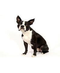 large_boston-terrier