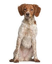 large_bretonse-spaniel