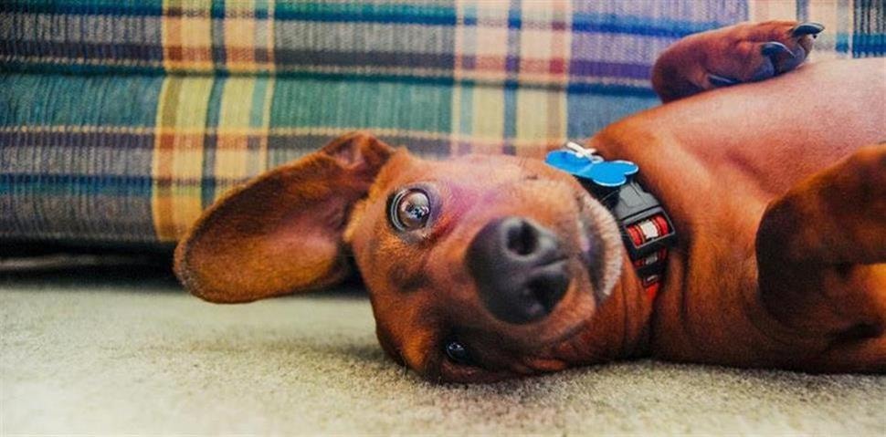 De drang afleren om alles en iedereen achterna te zitten