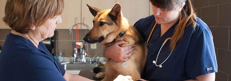 large_de-verkoudheid-van-je-hond