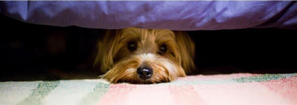 large_eerste-hulp-voor-honden-en-puppys