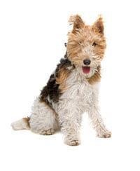 large_fox-terrier-636529125917807985