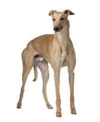 Greyhound