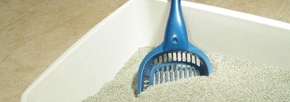 Hoe kun je je hond afleren om in de tuin te graven?