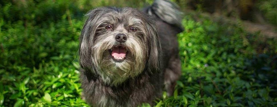 Honden en overgewicht