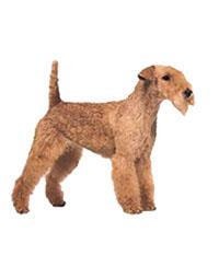 Lakeland Terriër