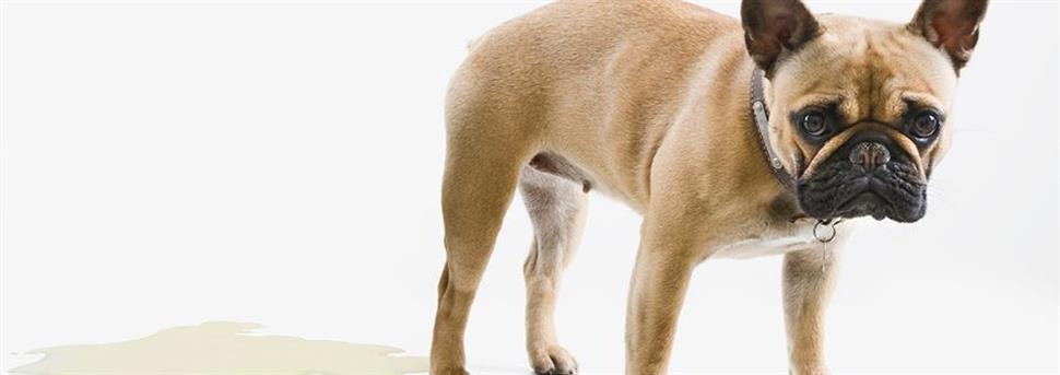 Leer je hond deuren dicht te doen