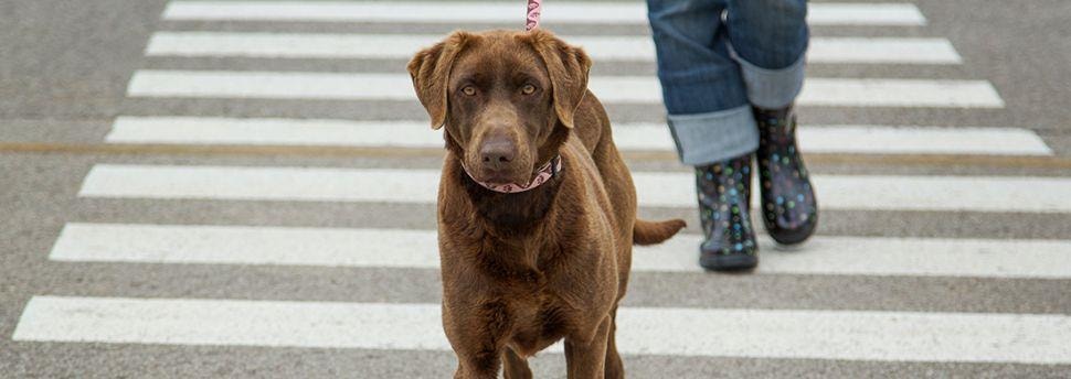 Leer je hond op commando naar je toe te komen