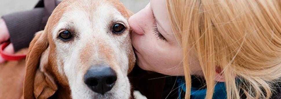 Leer je hond te gaan zitten