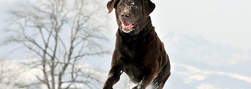 large_omgaan-met-een-gestreste-hond