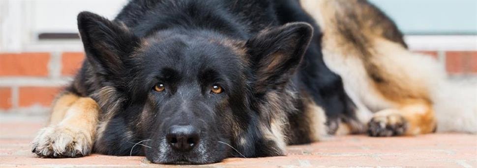 Overstappen van puppyvoeding naar voeding voor volwassen hon