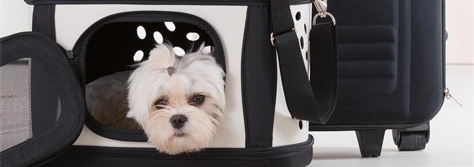 Reizen met je hond of puppy