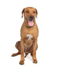 Rhodesische Ridgeback