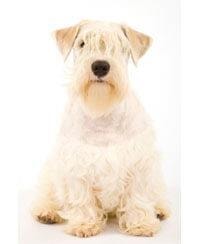 Sealyham Terriër