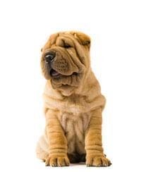 Shar-Pei