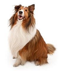 Shetland Sheepdog