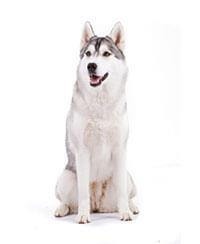 Siberische Husky