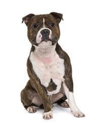 Staffordshire Bull Terriër