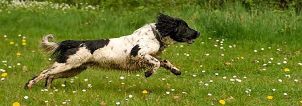 large_voorkom-angst-voor-de-dierenarts