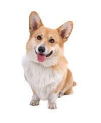 Welsh Corgi
