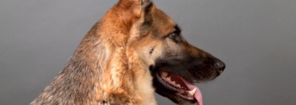 Zorgen dat je hond niet tegen iedereen opspringt