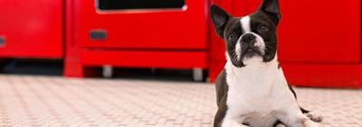 Je hond of puppy laten chippen