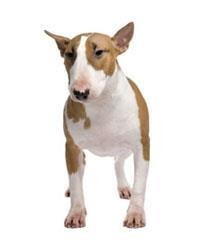 Bull terrier