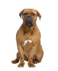 Dogue de Bordeaux