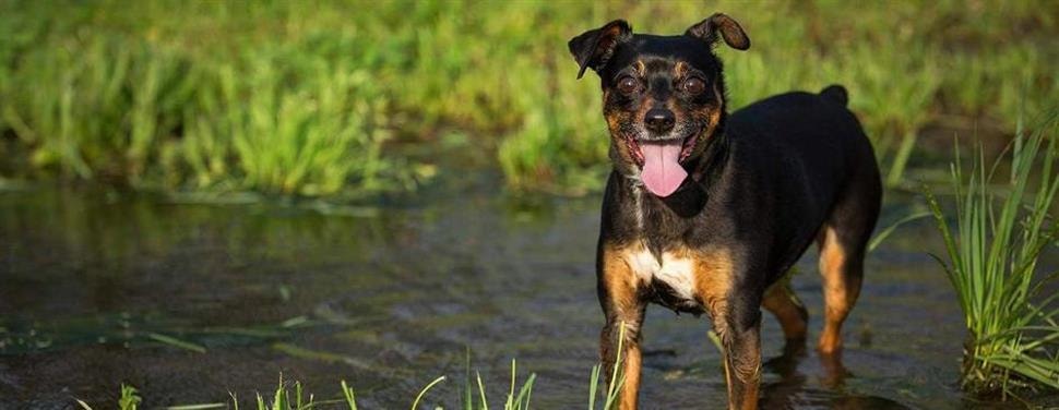 Éduquer son chien, la méthode du clicker training