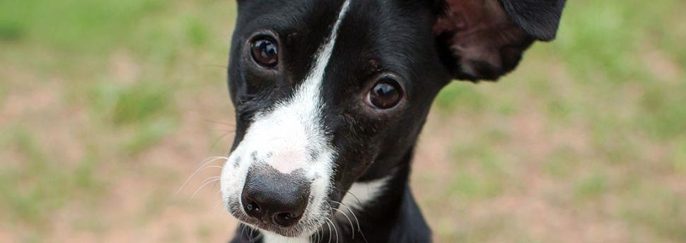 large_eduquer-votre-chien-a-venir-sur-ordre-636422885652595020