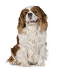 Cavalier King Charles Spaniël