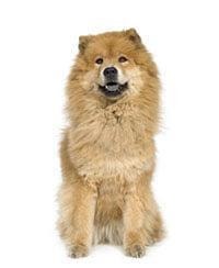 Chow Chow