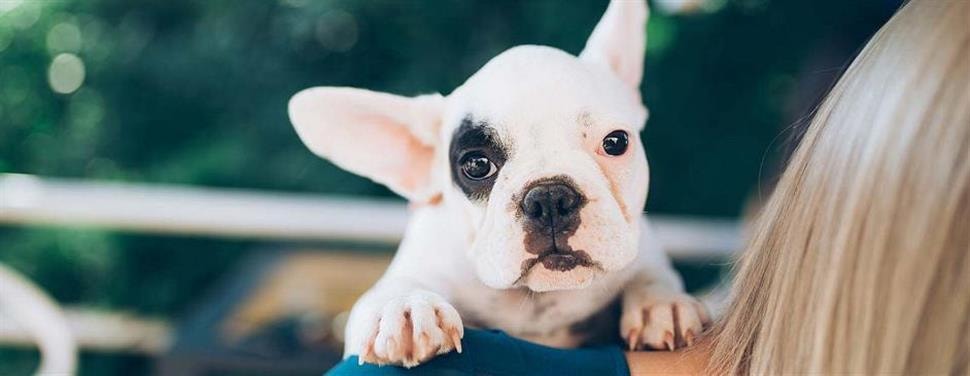 Een puppy uit het asiel