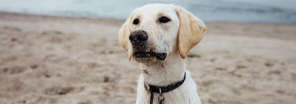 Evenwichtige voeding voor snelgroeiende puppy's