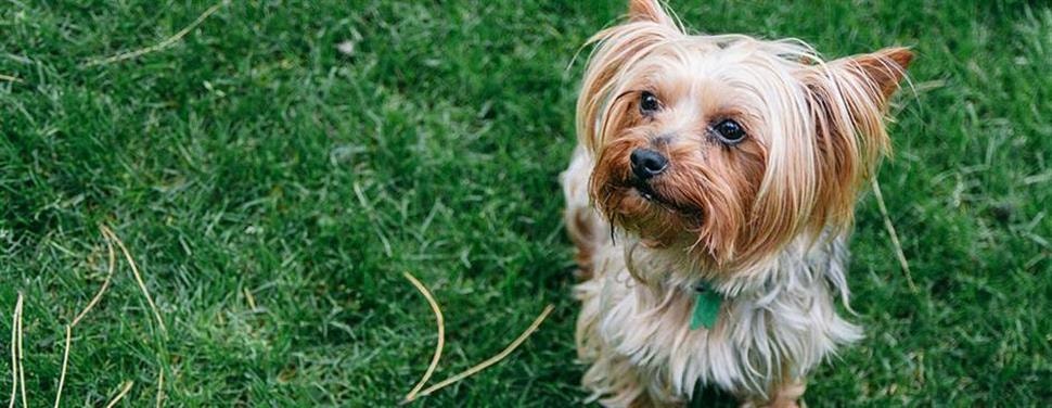 Je puppy zindelijk maken