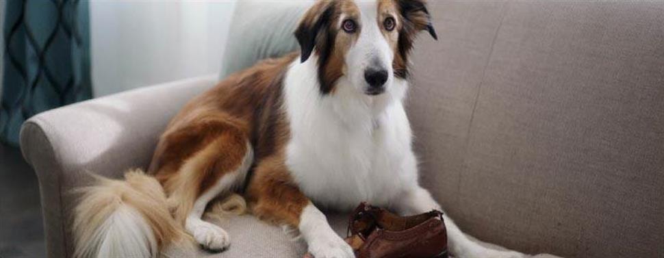 Kan je puppy ook overgewicht hebben?