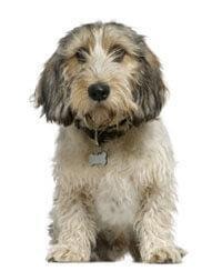 Petit Basset Griffon Vendéen