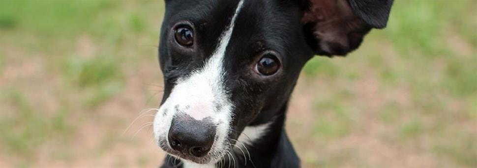 Probleemloze maaltijden voor puppy's