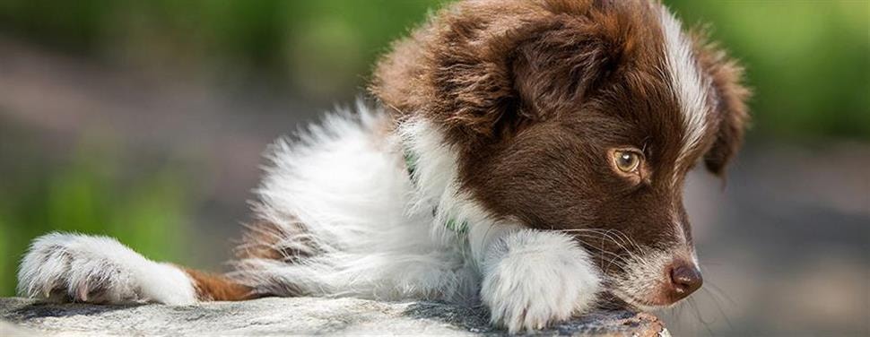 Wat is er anders aan puppyvoeding?